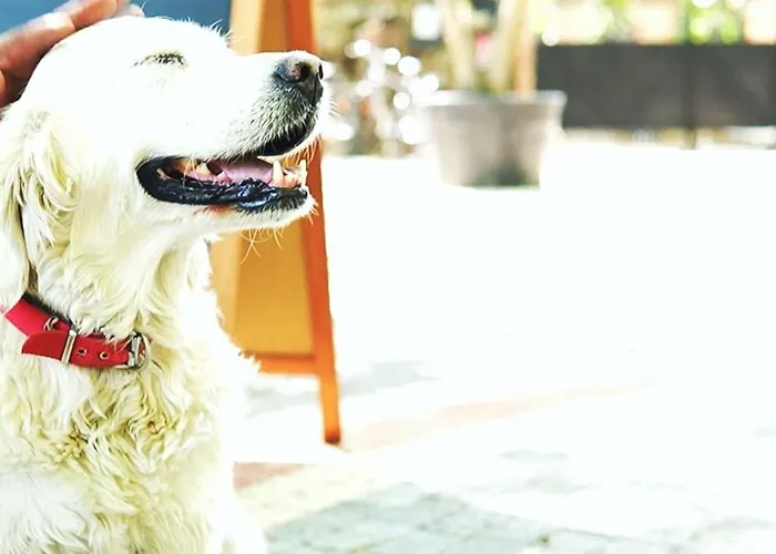 Manastirhan Kazdaglari Акчай